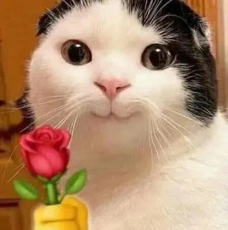 猫拿玫瑰花表情包.jpg